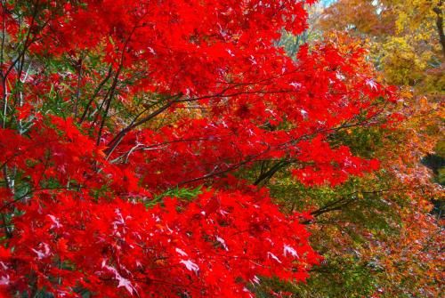 Outdoor Pictures 4