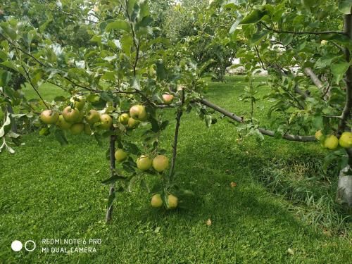 Outdoor Pictures 10