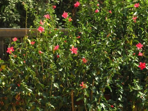 Outdoor Pictures 7