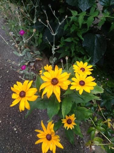 Outdoor Pictures 24