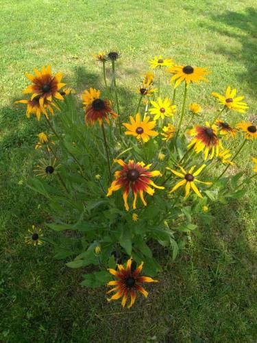 Outdoor Pictures 10