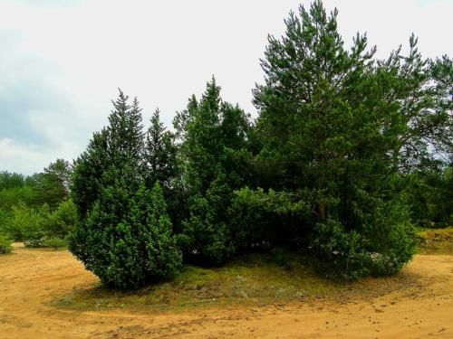 Outdoor Pictures 15
