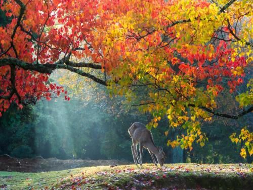 Outdoor Pictures 9