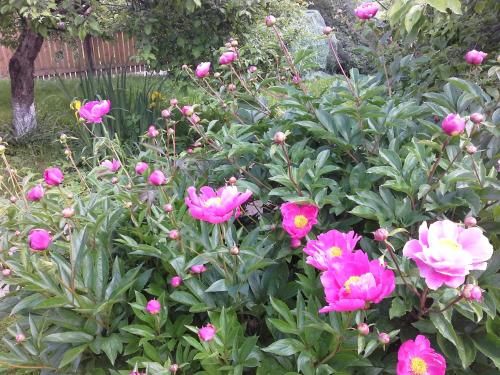 Outdoor Pictures 24