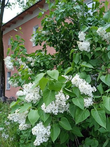 Outdoor Pictures 16