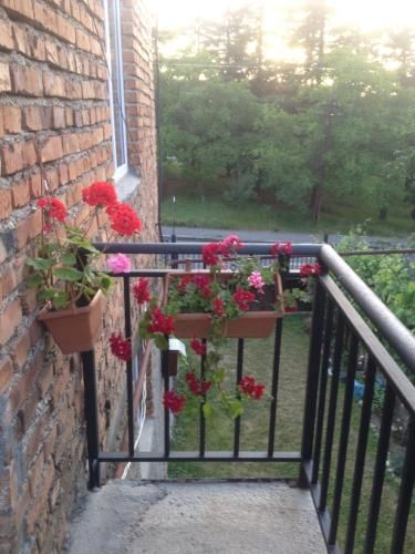 Outdoor Pictures 11