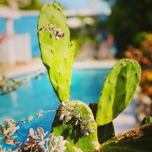Tropical Breeze "Dushi Bida"