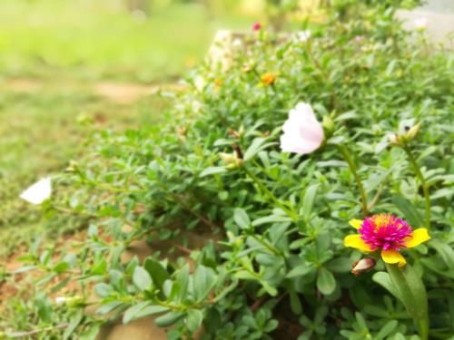 Outdoor Pictures 23