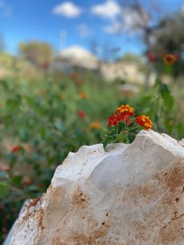 Outdoor Pictures 9