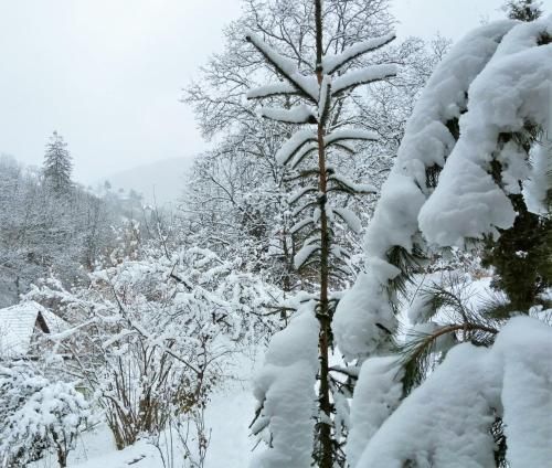Outdoor Pictures 24