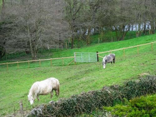 Little Cow House