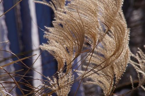 Outdoor Pictures 17