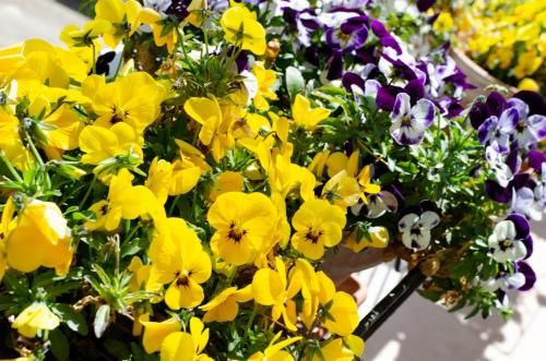 Outdoor Pictures 20