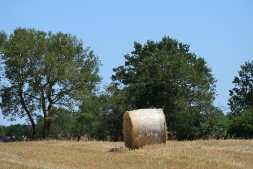 Outdoor Pictures 13