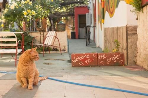 Outdoor Pictures 5
