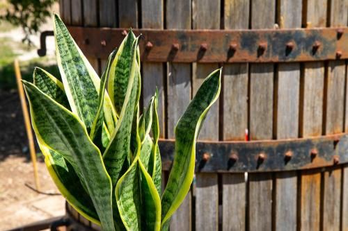 Outdoor Pictures 21