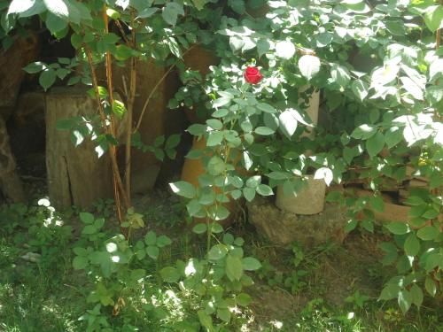 Outdoor Pictures 17