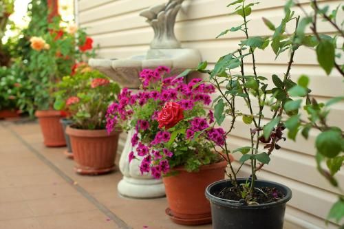 Outdoor Pictures 15