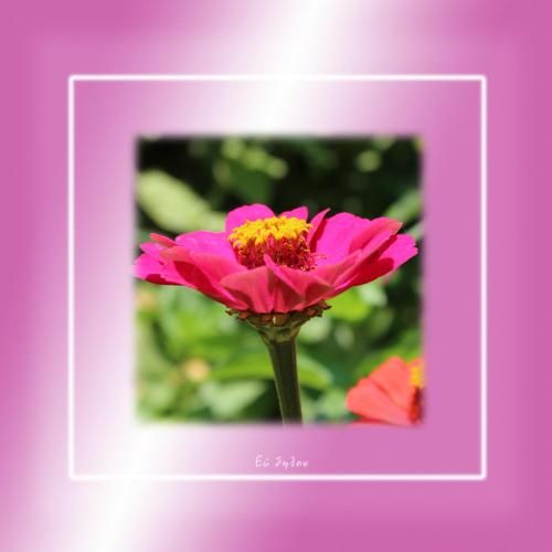 Outdoor Pictures 20