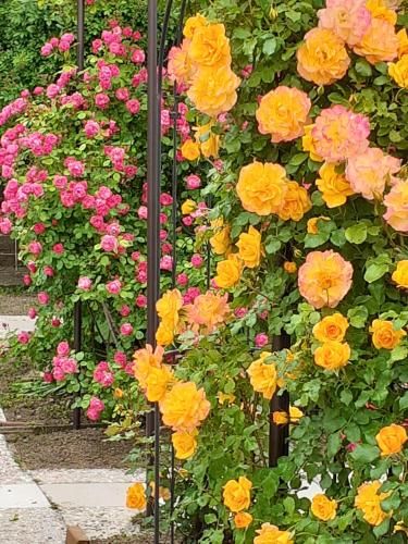 Outdoor Pictures 7