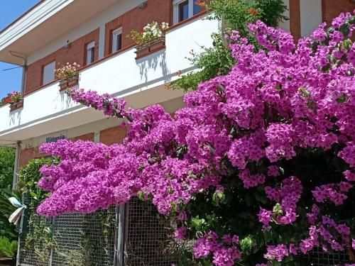 Outdoor Pictures 1