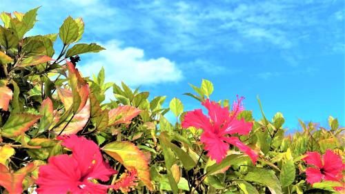 Outdoor Pictures 23