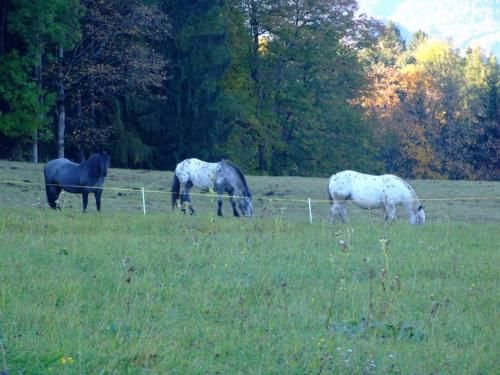 Outdoor Pictures 6