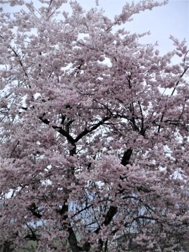 Outdoor Pictures 11