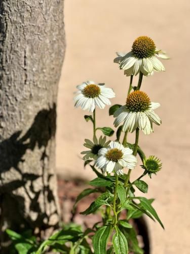 Outdoor Pictures 19
