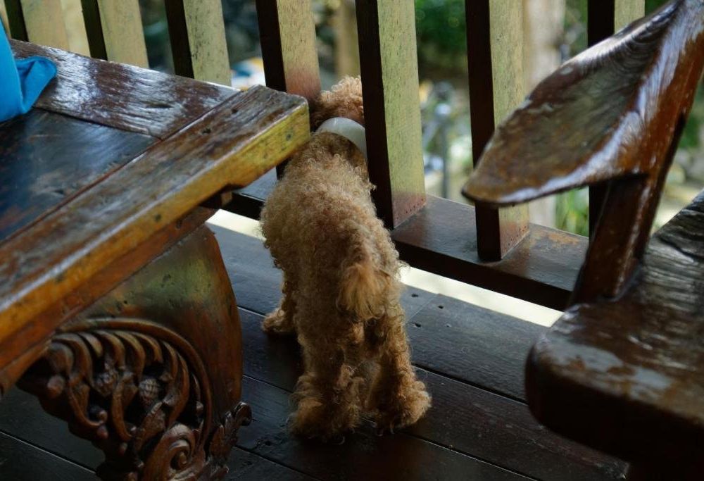 Outdoor Pictures 14