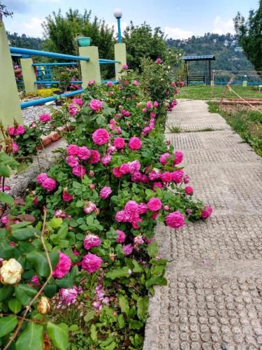 Outdoor Pictures 10