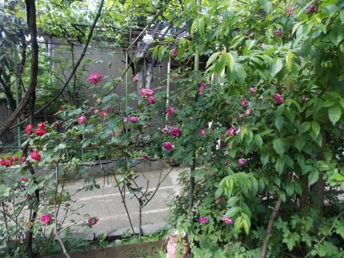 Outdoor Pictures 15