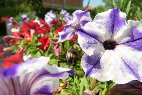 Outdoor Pictures 14