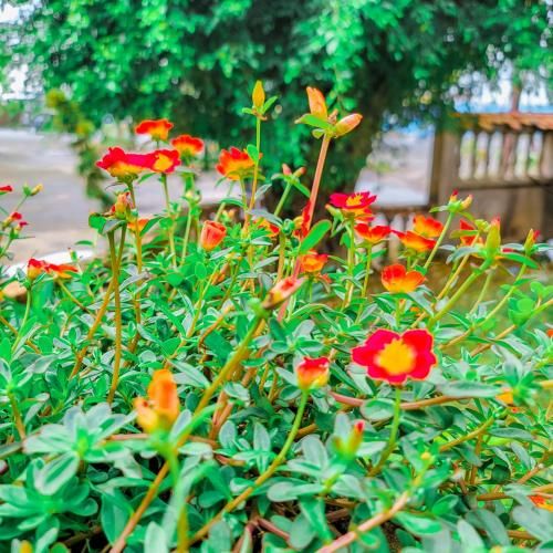 Outdoor Pictures 21