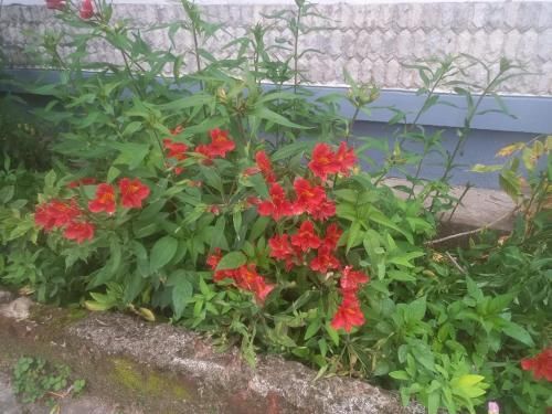 Outdoor Pictures 15