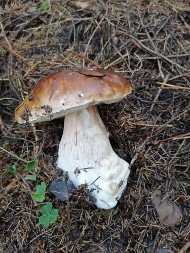Outdoor Pictures 17
