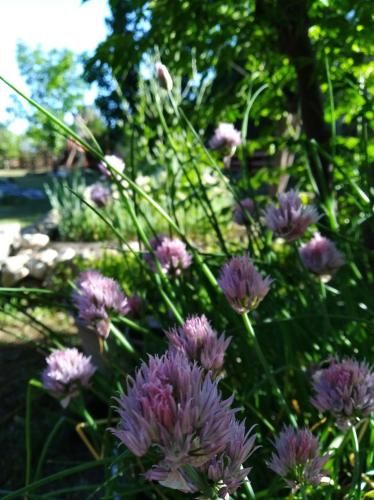 Outdoor Pictures 12