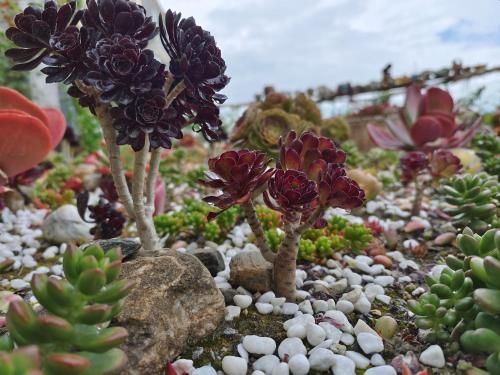 Outdoor Pictures 15