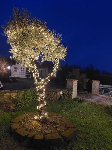 Outdoor Pictures 7