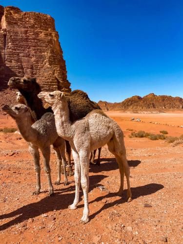 Wadi Rum POLARIS camp