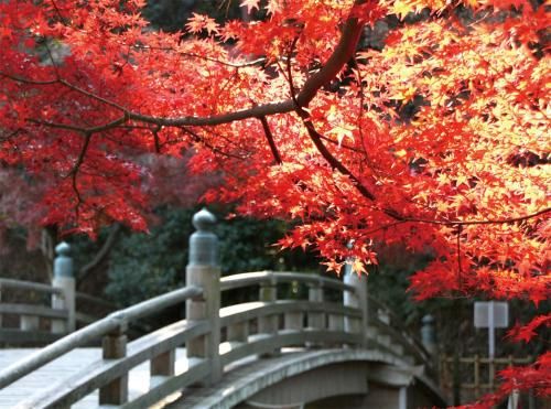 Outdoor Pictures 10