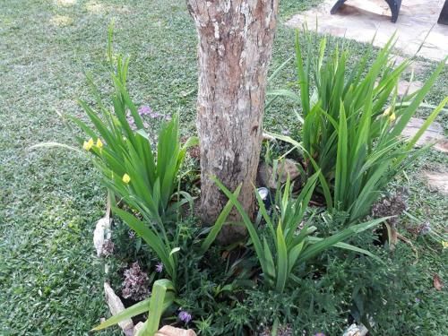 Outdoor Pictures 5
