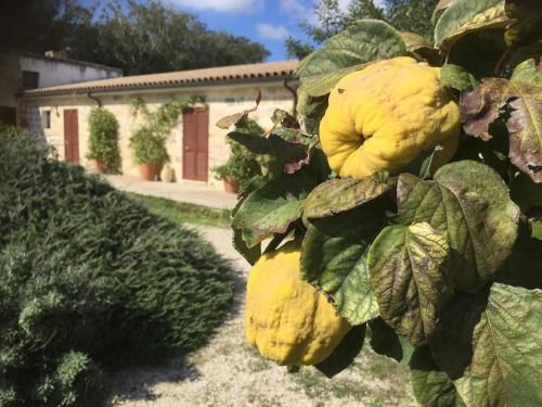 Masseria Lacco
