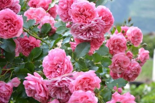 Outdoor Pictures 22