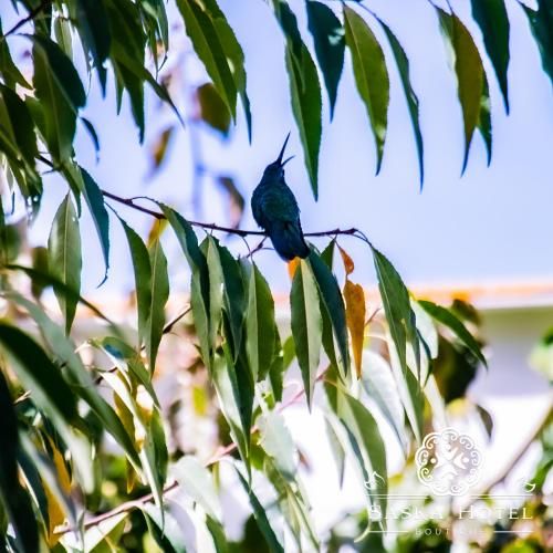 Outdoor Pictures 8