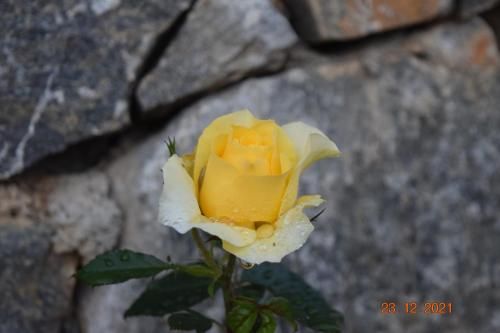 Outdoor Pictures 19