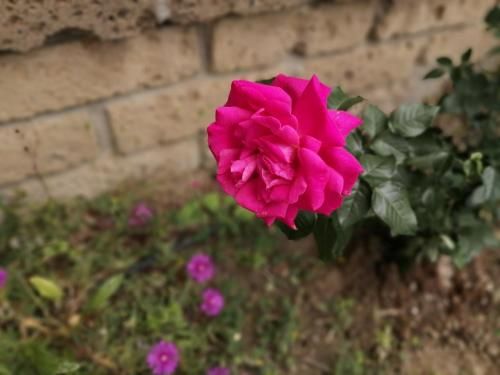 Outdoor Pictures 9