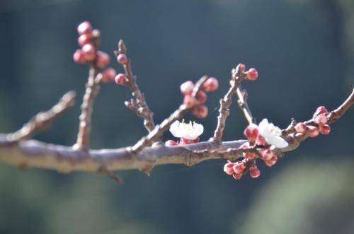 Outdoor Pictures 8