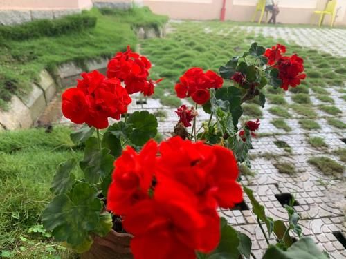 Outdoor Pictures 7