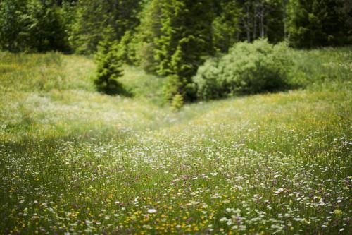 Outdoor Pictures 23